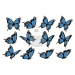 "Motýli modré II. 12ks" - A4