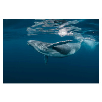 Fotografie A Baby Humpback Whale Plays Near, Craig Lambert, 40 × 26.7 cm