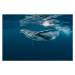 Fotografie A Baby Humpback Whale Plays Near, Craig Lambert, 40 × 26.7 cm