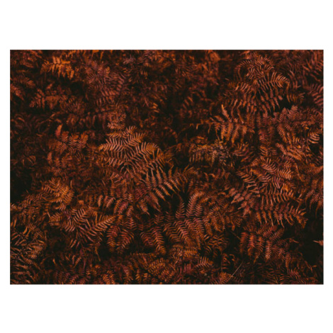 Umělecká fotografie High angle view of brown fern leaves, Johner Images, (40 x 30 cm)