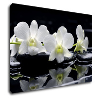 Impresi Obraz Bílé orchidee na černém pozadí - 70 x 50 cm