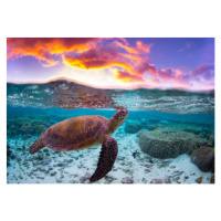 Fotografie Sunset Turtle, Mitchell Pettigrew, 40 × 26.7 cm