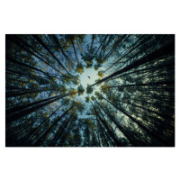 Umělecká fotografie Low angle view of trees in forest,Russia, igor kovalev / 500px, (40 x 26.7 c
