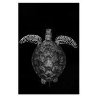 Fotografie Green turtle on black and white, Barathieu Gabriel, (26.7 x 40 cm)