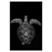 Fotografie Green turtle on black and white, Barathieu Gabriel, 26.7 × 40 cm