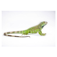 Fotografie Green iguana (Iguana iguana) on white background, Arun Roisri, 40 × 26.7 cm