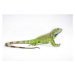 Fotografie Green iguana (Iguana iguana) on white background, Arun Roisri, 40 × 26.7 cm