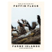 Fotografie Puffin Flock (Farne Islands, Northumberland), 30 × 40 cm