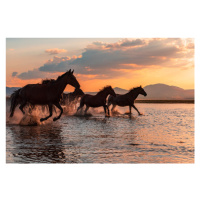 Fotografie WATER HORSES, BARKAN TEKDOGAN, 40 × 26.7 cm