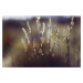 Umělecká fotografie Dry plants, Javier Pardina, (40 x 26.7 cm)
