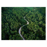 Fotografie Aerial road crossing the forest, Javier Pardina, (40 x 30 cm)