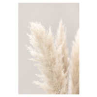 Fotografie Pampas Grass Grey 03, Studio Collection, 26.7 × 40 cm