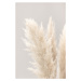 Fotografie Pampas Grass Grey 03, Studio Collection, 26.7 × 40 cm