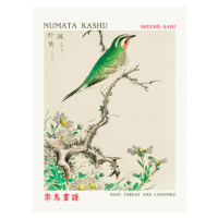 Obrazová reprodukce Ruby Throat & Camomile (Asian Birds) - Numata Kashu, 30 × 40 cm