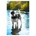 Vsepropejska Flava plovací vesta pro psa Barva: Červená, Délka zad (cm): 30, Obvod hrudníku: 44 
