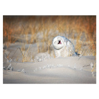 Fotografie Snowy Owl Having a Good Laugh, Vicki Jauron, Babylon and Beyond Photography, 40x30 cm