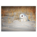 Fotografie Snowy Owl Having a Good Laugh, Vicki Jauron, Babylon and Beyond Photography, 40 × 30 