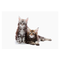 Fotografie Two kittens of Maine coon cat, ULTRA.F, 40 × 26.7 cm