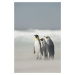 Umělecká fotografie Falklands, Joan Gil Raga, (26.7 x 40 cm)