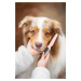 Vsepropejska Lois hřeben pro psa na blechy | 20 cm Barva: Růžová