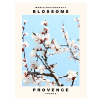 Fotografie Blossoms (Provence, France), 30 × 40 cm