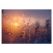 Umělecká fotografie Frosty window with drops and ice pattern at sunset, Sergiy Trofimov Photogra