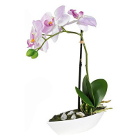 ORCHIDEJ orchidej 28 cm