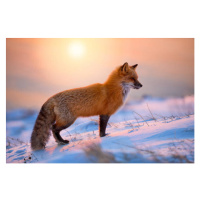 Umělecká fotografie Red Fox In The Morning Sun, Darren Langdon, (40 x 26.7 cm)