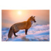 Fotografie Red Fox In The Morning Sun, Darren Langdon, 40 × 26.7 cm