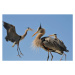 Fotografie Blue Herons 1, k8thegr833, 40 × 26.7 cm