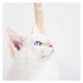 Fotografie Young cat looking up, Doug Rosa, 40x40 cm