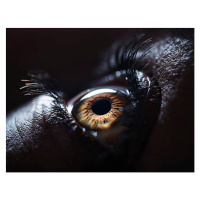Fotografie The Human Eye., Ben Welsh, (40 x 30 cm)