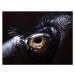Fotografie The Human Eye., Ben Welsh, 40x30 cm