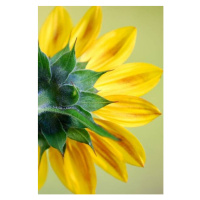 Umělecká fotografie Sunflower, dgphotography, (26.7 x 40 cm)