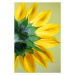 Umělecká fotografie Sunflower, dgphotography, (26.7 x 40 cm)