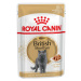 Royal Canin British Shorthair Adult - v omáčce - 12 x 85 g
