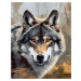 Obrazy na stěnu - Vlk v houští Rozměr: 40x50 cm, Rámování: vypnuté plátno na rám