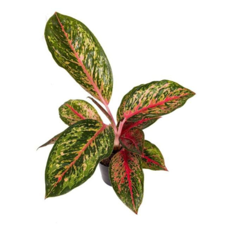 Aglaonema 'Lychee Red' květináč 12cm