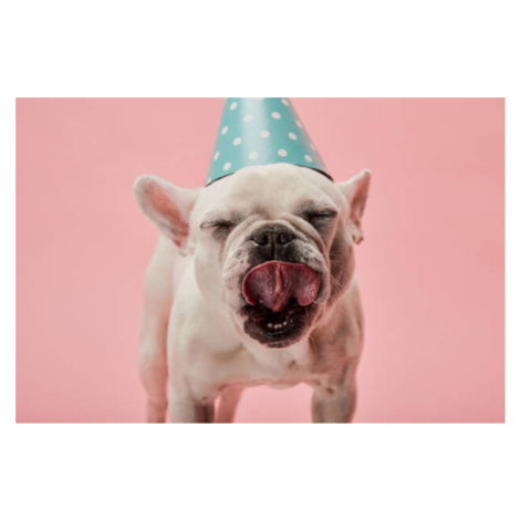 Fotografie french bulldog in blue birthday cap, LightFieldStudios, 40 × 26.7 cm