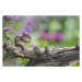 Fotografie Chipmunk eating seed on log. Flowers behind., Gary W. Carter, 40 × 26.7 cm