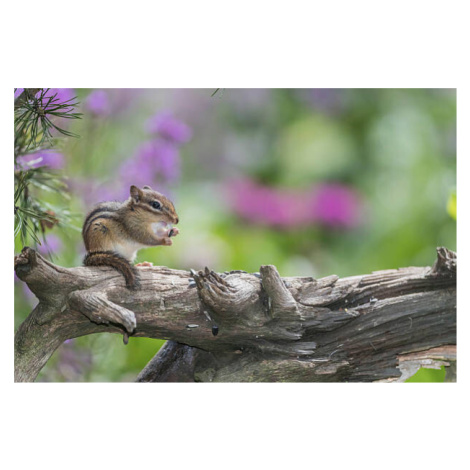 Umělecká fotografie Chipmunk eating seed on log. Flowers behind., Gary W. Carter, (40 x 26.7 cm)