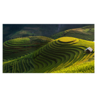 Umělecká fotografie Gold Rice Terrace In Mu Cang Chai,Vietnam, Jakkree Thampitakkull, (40 x 22.5