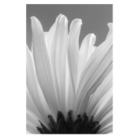 Fotografie white chrysanthemum bw, uuoott, (26.7 x 40 cm)