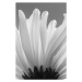 Fotografie white chrysanthemum bw, uuoott, 26.7 × 40 cm