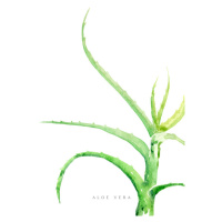 Ilustrace Watercolor aloe vera illustration, Blursbyai, 26.7 × 40 cm