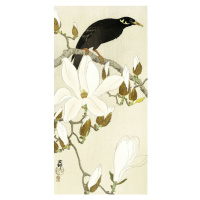 Umělecký tisk Myna On Magnolia Branch, Ohara Koson, 20 × 40 cm