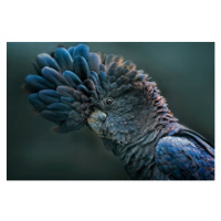 Fotografie Red Tailed Black Cockatoo, tracielouise, 40 × 26.7 cm