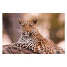 Fotografie Leopard, Chobe National Park, Botswana, Mint Images/ Art Wolfe, 40 × 26.7 cm