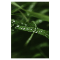 Umělecká fotografie Mystical grass, Javier Pardina, (26.7 x 40 cm)
