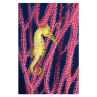Fotografie Seahorse  swimming in Gorgonian sea, Georgette Douwma, 26.7x40 cm